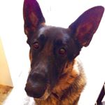 Profile Picture of Toby the German Shepard Dog (@toby_gsd) on Instagram