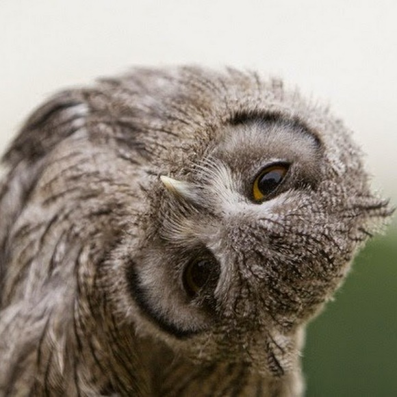 Profile Picture of Nancy Osenbaugh (@nancyosenbaugh) on Poshmark