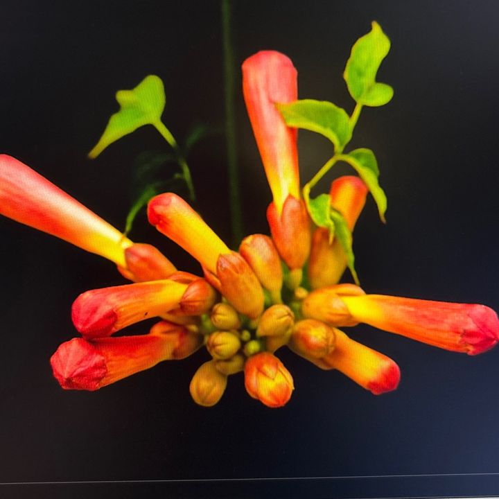 Profile Picture of Janet Klaver (@janetklaver) on Tiktok