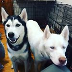 Profile Picture of Thor Richard & Jasper Albus (@adventuresofthorandjasper) on Instagram