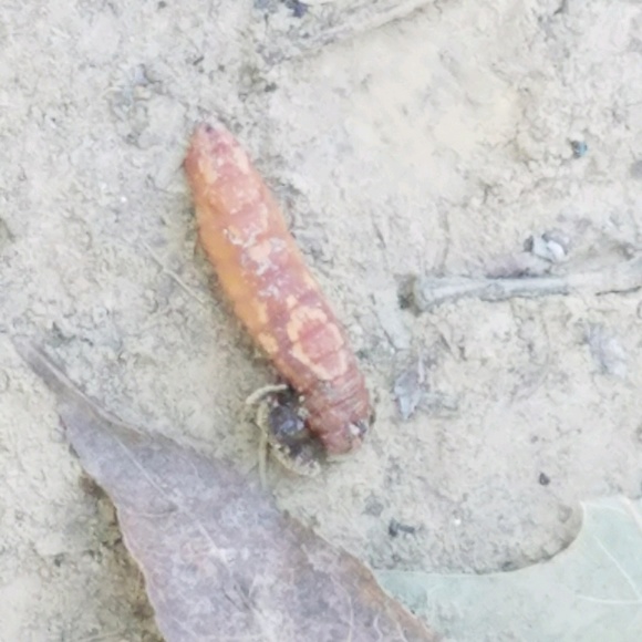 Profile Picture of Gabby Causey (@gabby290) on Poshmark