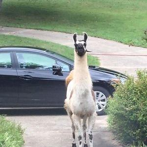 Profile Picture of Michael Hilditch (@SixLeggedLlama) on Twitter