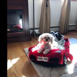 Profile Picture of Joanne Schess (@joanneschess) on Instagram