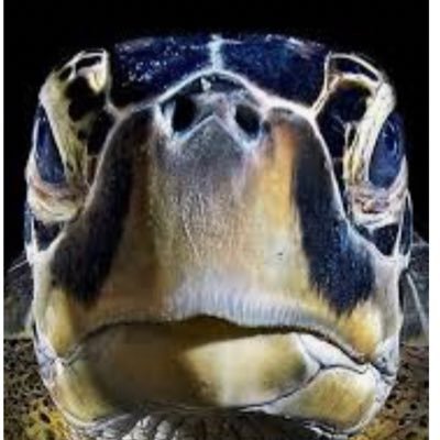 Profile Picture of David Roehl (@RoehlDavid) on Twitter