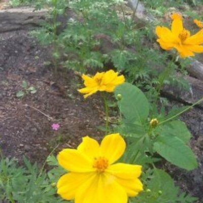 Profile Picture of Robert Lasker (@robert_lasker) on Twitter