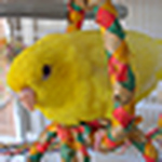 Profile Picture of Kim (@wired_dolphin) on Flickr