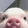 Profile Picture of   Alanah_Ann (@alanah.feagan)... (@alanah.feagan) on Tiktok