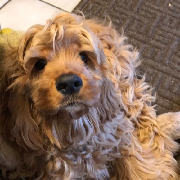 Profile Picture of Cathryn Deprez (@catdep) on Poshmark