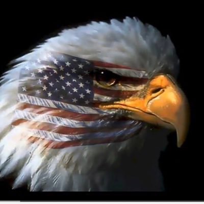 Profile Picture of Seal Team Patriot (@MeersmanMark) on Twitter