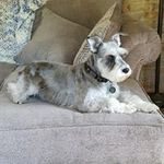 Carla Parsons - Instagram Profile Picture of Carla Parsons (@moocow99.123) on Instagram