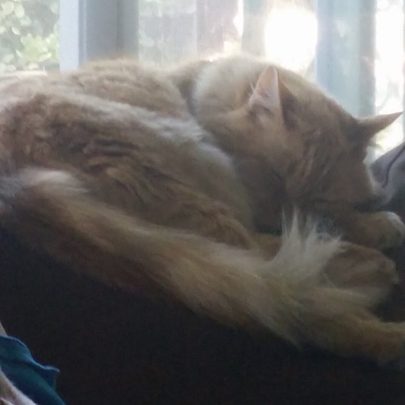 Profile Picture of Jasmine Purzycki (@catpaw19) on Poshmark