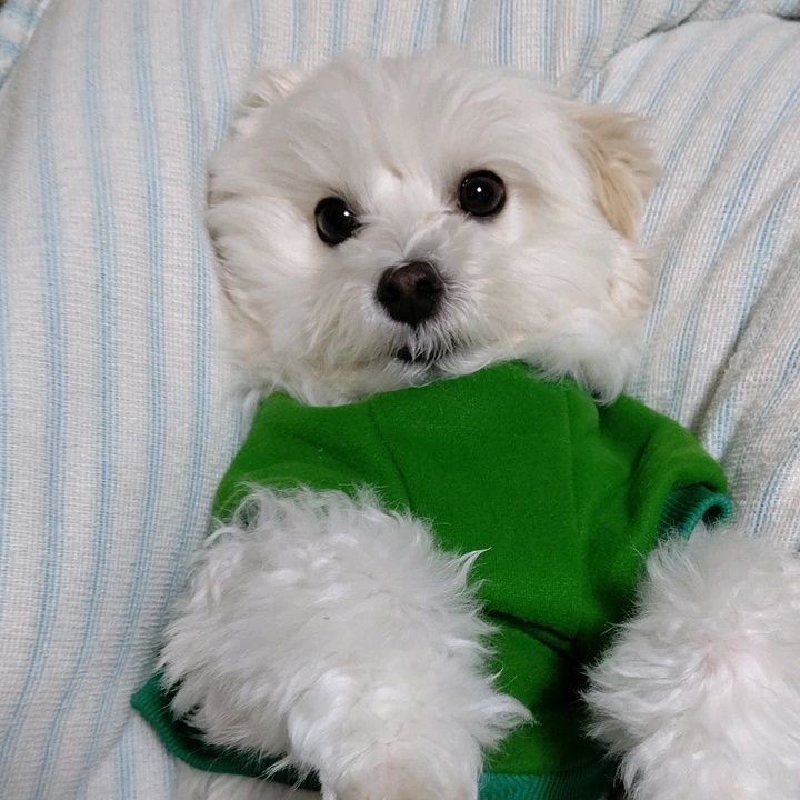 Profile Picture of Phyllis.Melendez (@ntycb4) on Tiktok