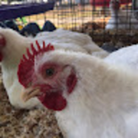 Profile Picture of Cht 164 (@chtt164) on Poshmark