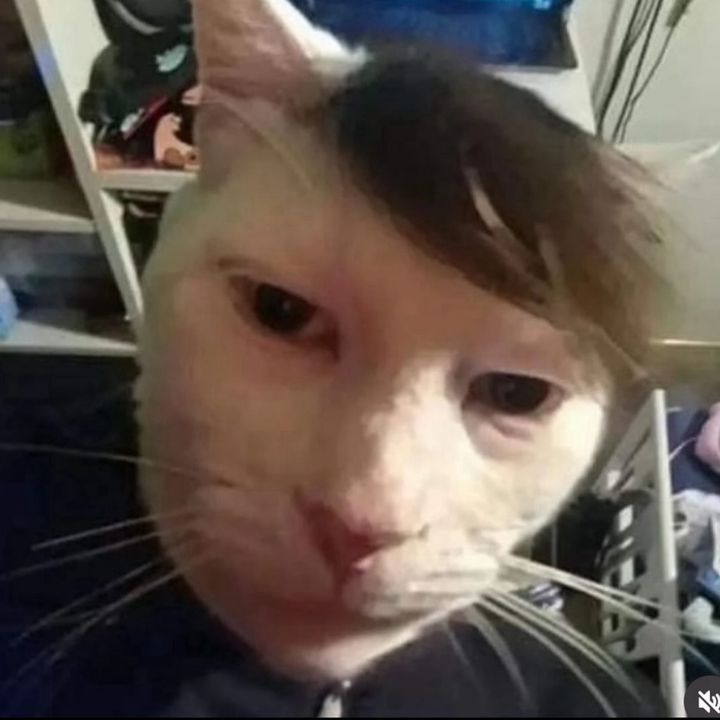 Profile Picture of samiyia (@saminterludes) on Tiktok