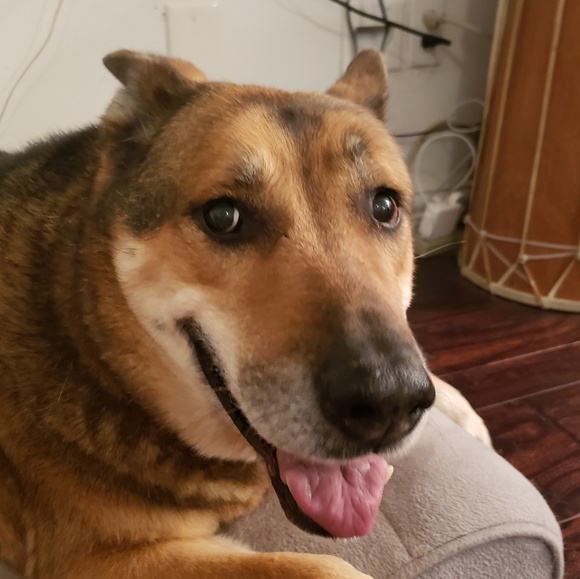 Profile Picture of L Lee (@fiddlefig_08) on Poshmark