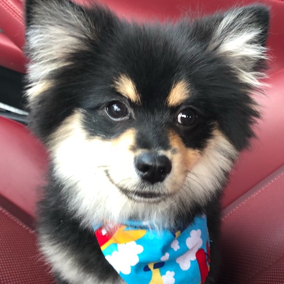 Profile Picture of Michael Stepaniandz (@meek2k) on Poshmark