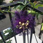Profile Picture of Trisha Blevins Murphy (@trisha_blevins_murphy) on Instagram