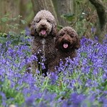 Profile Picture of David Morrison (@dave morrison 72) on Flickr