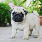 Profile Picture of Adam Pěnička (@adam_penicka) on Instagram