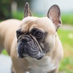Andrew Baines Bernard - Instagram Profile Picture of Andrew Baines Bernard (@bernardthefrenchbulldog) on Instagram
