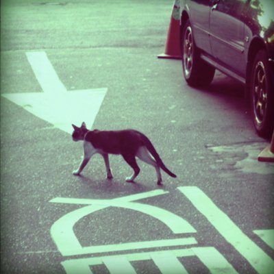 Profile Picture of Rong-Ruei Rita Liao (@musicismrita) on Twitter