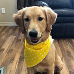 Profile Picture of Wimberly Ann Kelley (@golden.wimberly) on Instagram