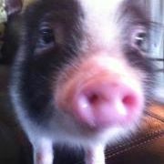 Profile Picture of Macy Hicks (@pigertons) on Pinterest