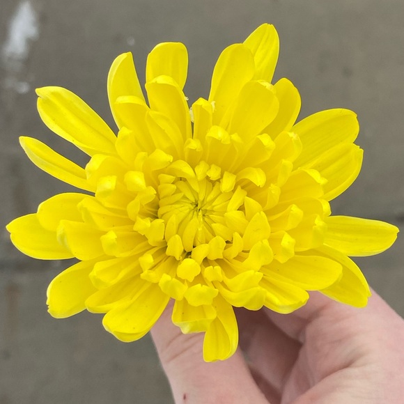 Profile Picture of Sorin Puphal (@aspenmist1326) on Poshmark