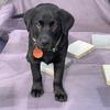 Profile Picture of Jean O Connell (@@portertheblacklab) on Tiktok