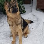 Profile Picture of Craig Collins (@craigcollins655) on Instagram