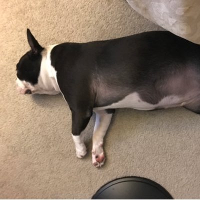 Profile Picture of Joe ByeDon 11/3/2020 (@amer_dreamers) on Twitter