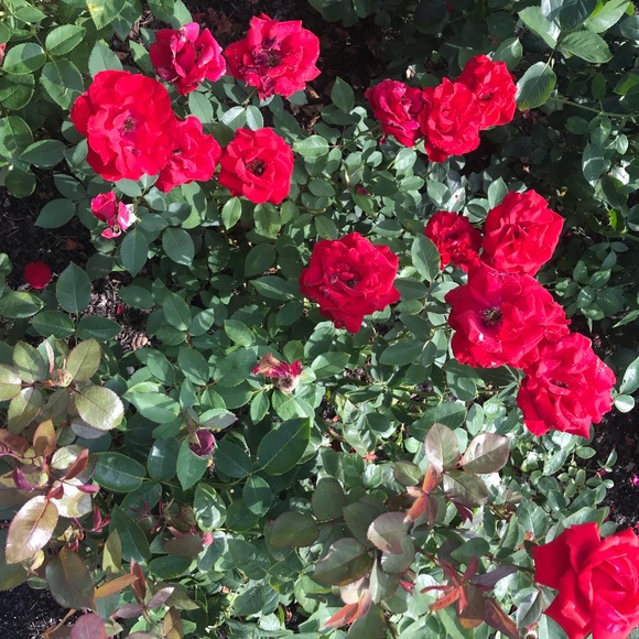 Profile Picture of Lauren Appelson (@laurenappelson) on Poshmark