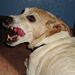 Profile Picture of Brett Schaefer (@bschaefer0309) on Pinterest