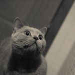 iris morse - Instagram Profile Picture of iris morse (@iris476afe) on Instagram