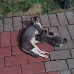 Profile Picture of Devon Josiah (@devon.anakotta) on Instagram