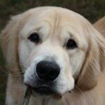 Profile Picture of Kelly Martin Ahearn (@kelly.m.ahearn) on Instagram