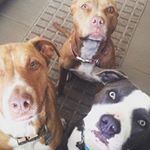 Profile Picture of Cody, Lucy & Charlie (@beargoosechicken) on Instagram