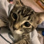 Profile Picture of Piper, Posie, Pumpkin, Pierre (@the_four_ps) on Instagram