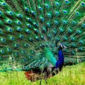 Profile Picture of Steve Peacock (@stevepeacock6434) on Youtube