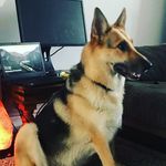 Profile Picture of Pauline gibbons 🌻🌻🌻 (@poppygsd2020) on Instagram