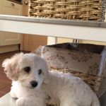 Profile Picture of Stuart Shanks (@stuart.shanks.90) on Instagram