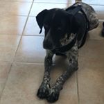 Profile Picture of Mia-Alman pointer (@mia.alman_pointer) on Instagram