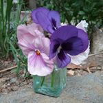 Profile Picture of Kim McArdle Harrington (@kimmharrington) on Instagram