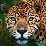 Profile Picture of teodoro pineda (@teopineda300) on Instagram