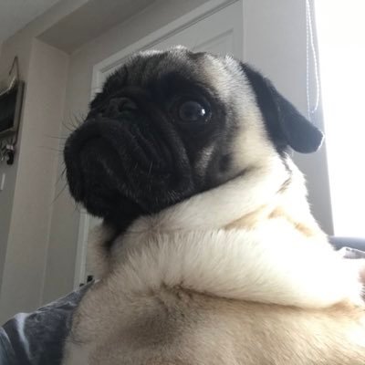 Profile Picture of Stu Humphreys (@silverwolf_uk) on Twitter