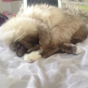 Profile Picture of Nefe's Meow#*7A4Q%20 (@NefesMeowAQ) on Youtube