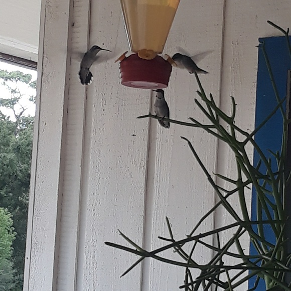 Profile Picture of Dawn Farrell (@dawnfarrell949) on Poshmark