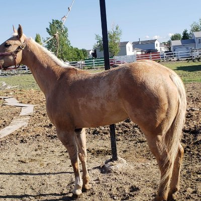 Profile Picture of Alejandro Gaviño (@AlejandroGavio5) on Twitter