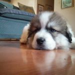 Profile Picture of Buddy Clark (@buddy_clark1) on Instagram