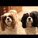 Profile Picture of Casey and Theodore (@twospoiledcavies) on Instagram